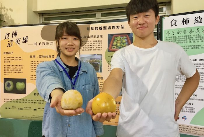 以石灰水脫澀的柿子(左)表面帶有一層碳酸鈣,賣相不佳。右邊柿子為真空脫澀。(攝影:謝平平)
